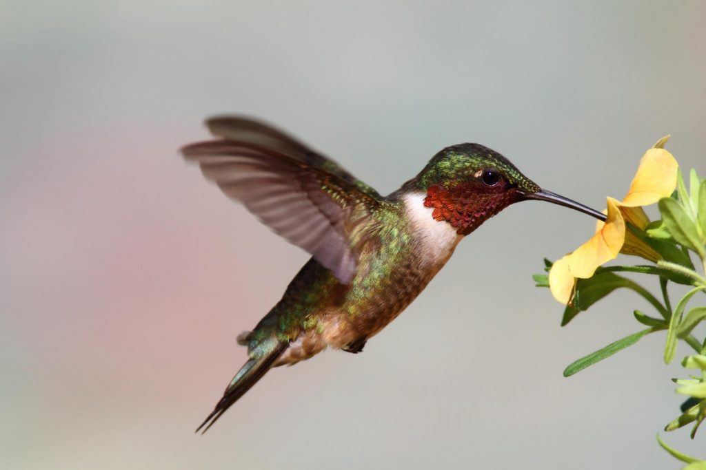 FAQ - Do Hummingbirds Eat Mosquitoes FAQ - Do Hummingbirds Eat Mosquitoes