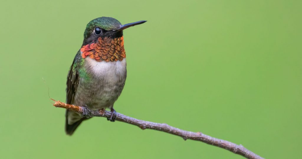 a Ruby-throated Hummingbird sitting on a branch