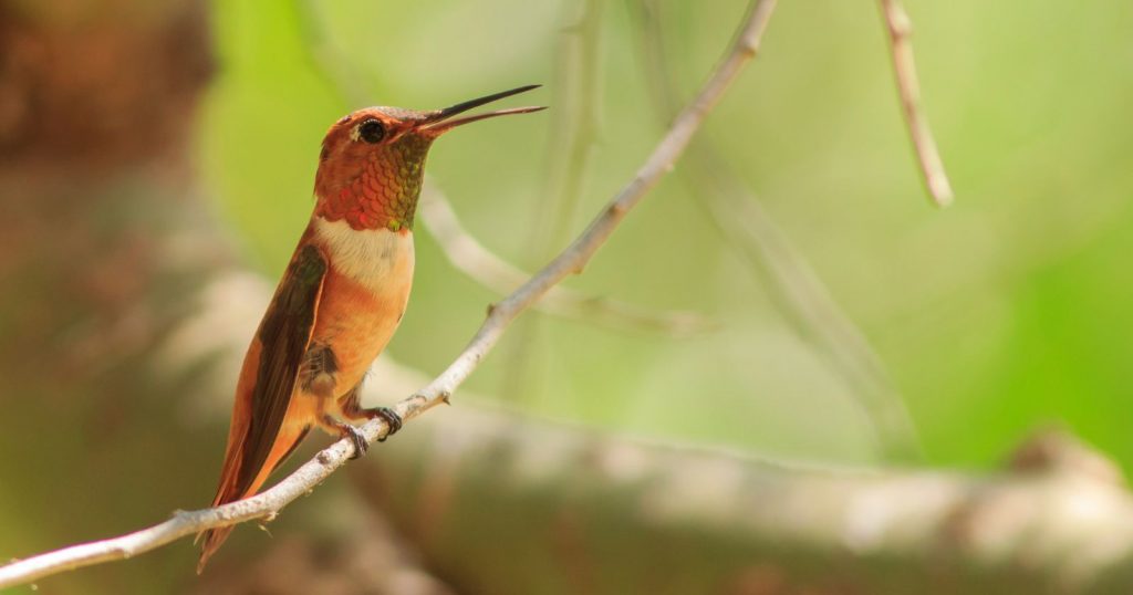 a Rufous Hummingbird sitting on a branch