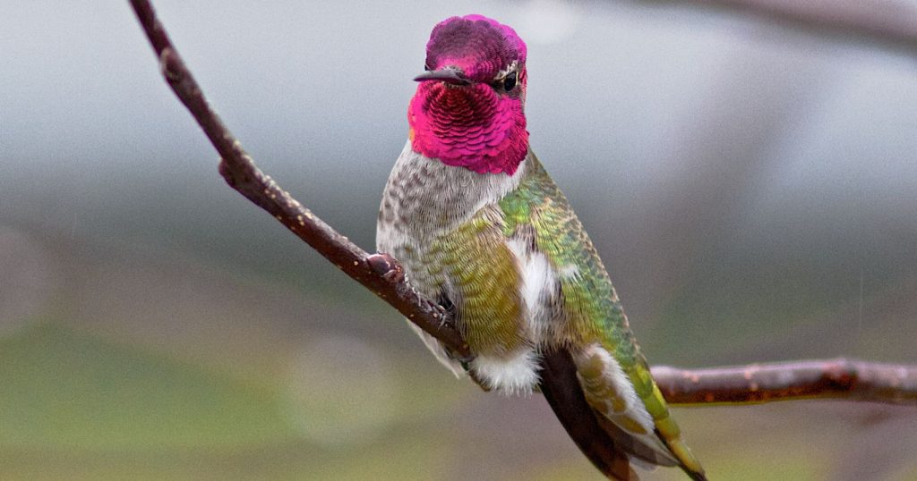a Anna's Hummingbird sitting on a branch