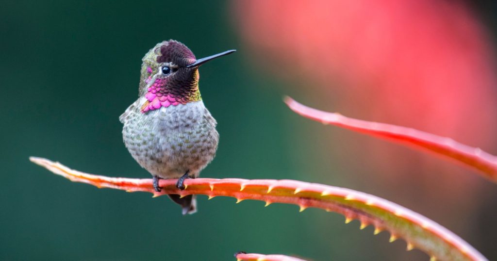 a Anna's Hummingbird sitting on a branch