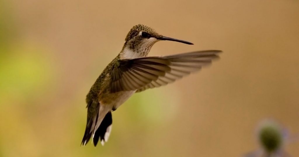 a Black-chinned Hummingbird flying in the air