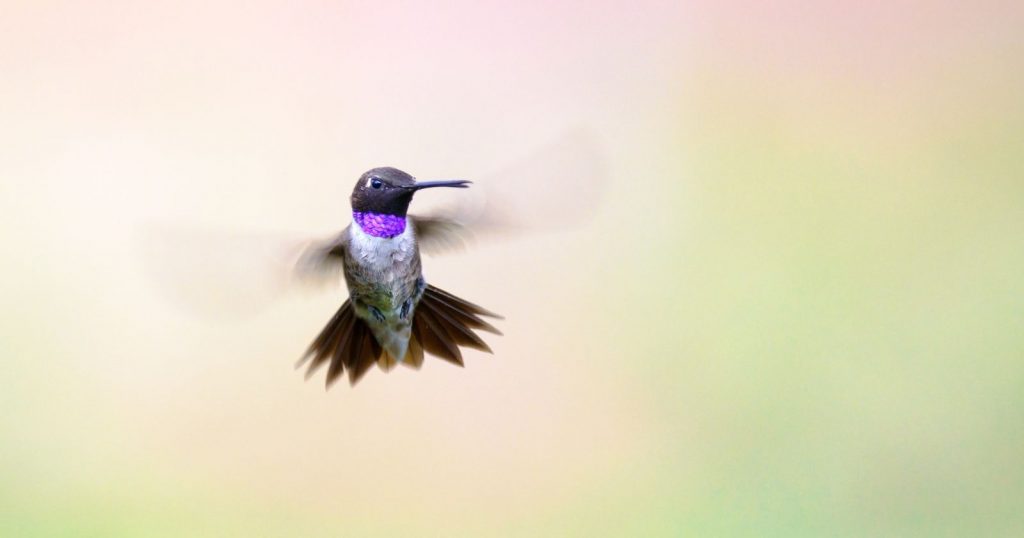 a Black-chinned Hummingbird flying in the air