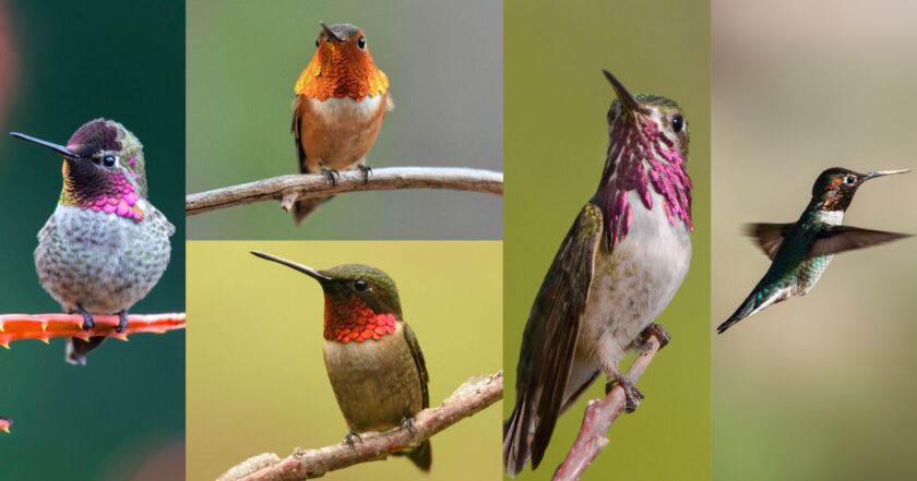 Large Hummingbird Types 5 Most Common Hummingbird Species Found in Canada