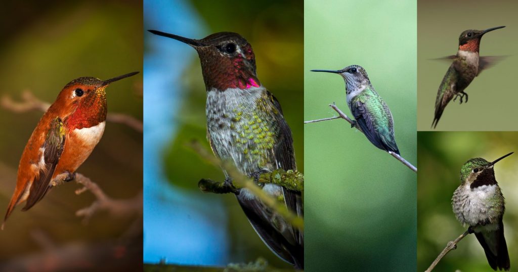 5 Most Common Hummingbird Species Found in North America