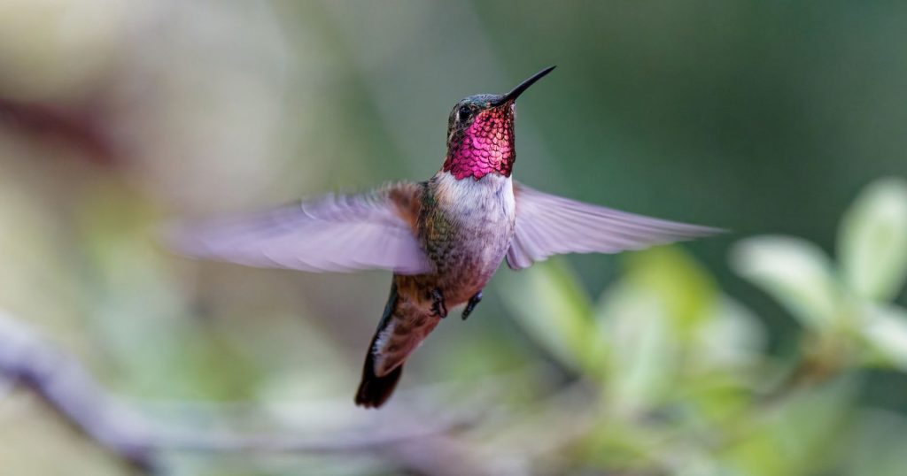 a Broad-tailed Hummingbird flying in the air