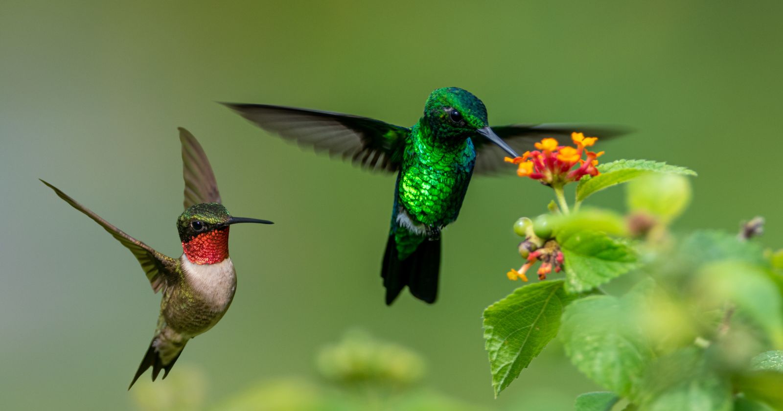 Two hummingbirds flying next to a flower