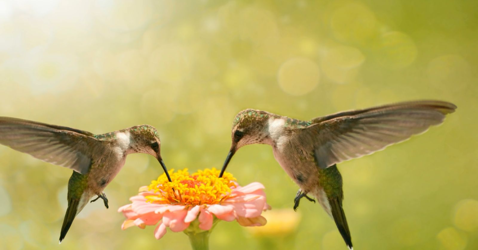two hummingbirds feeding on a flower