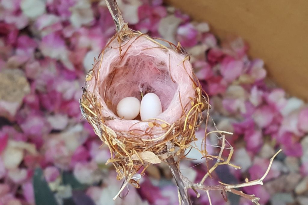 a Hummingbird's nest with eggs in it: Hummingbird Nesting