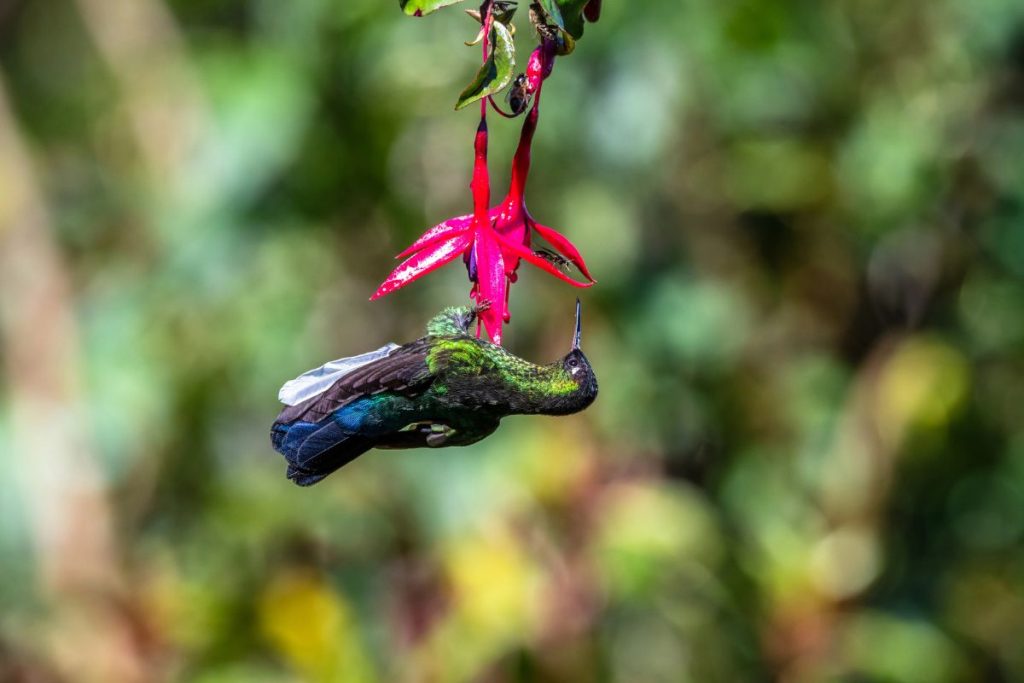A Hummingbird Sleeping