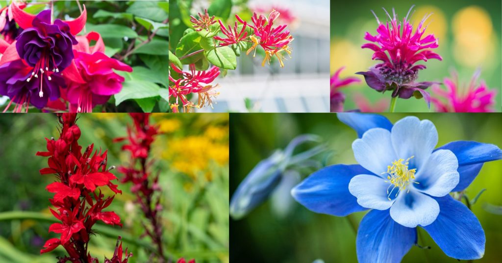 a collage of different flowers