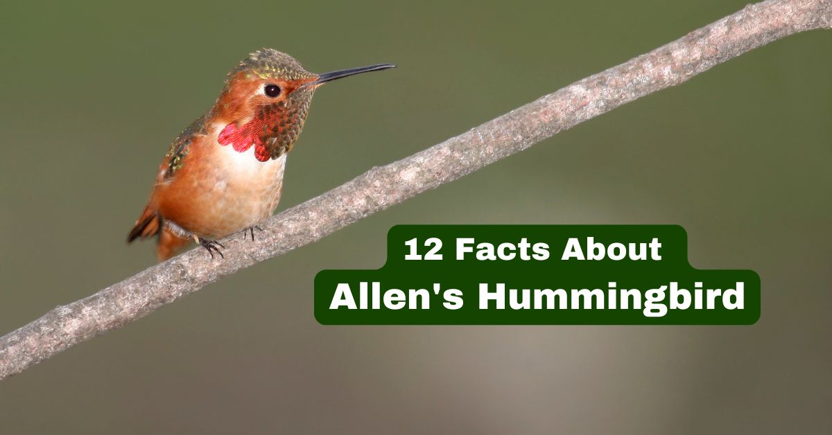 A Allen's Hummingbird sitting on a branch