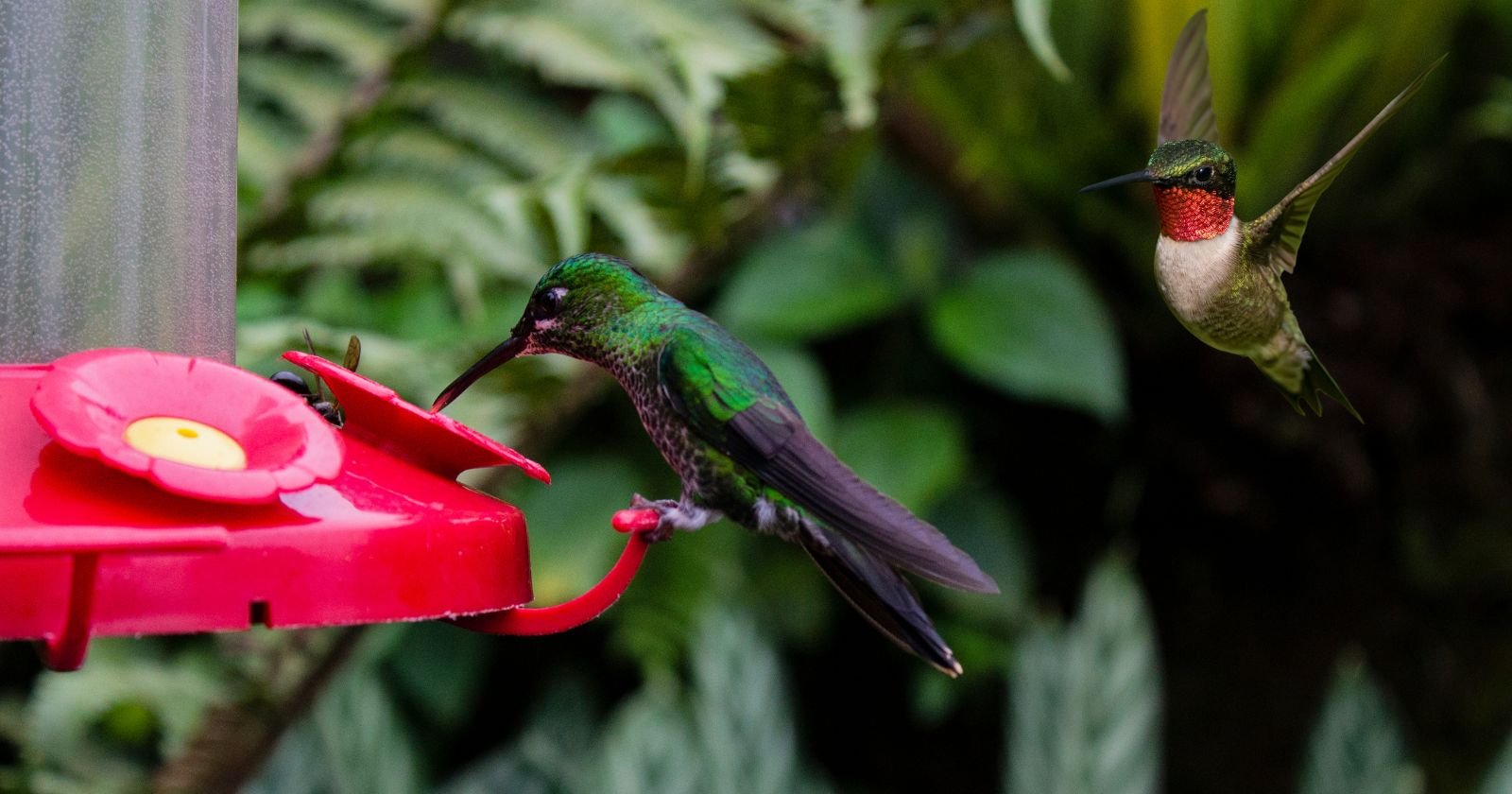 a hummingbird on a feeder and one flying