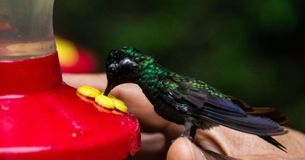 An hummingbird sucking on a red flower-like feeder