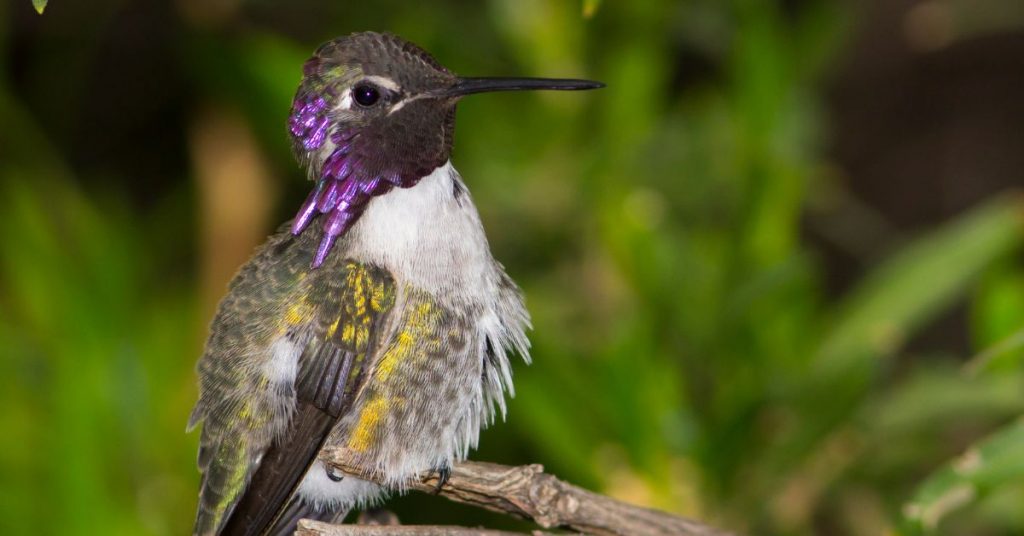 a bird sitting on a branch - Facts About Costa's Hummingbirds