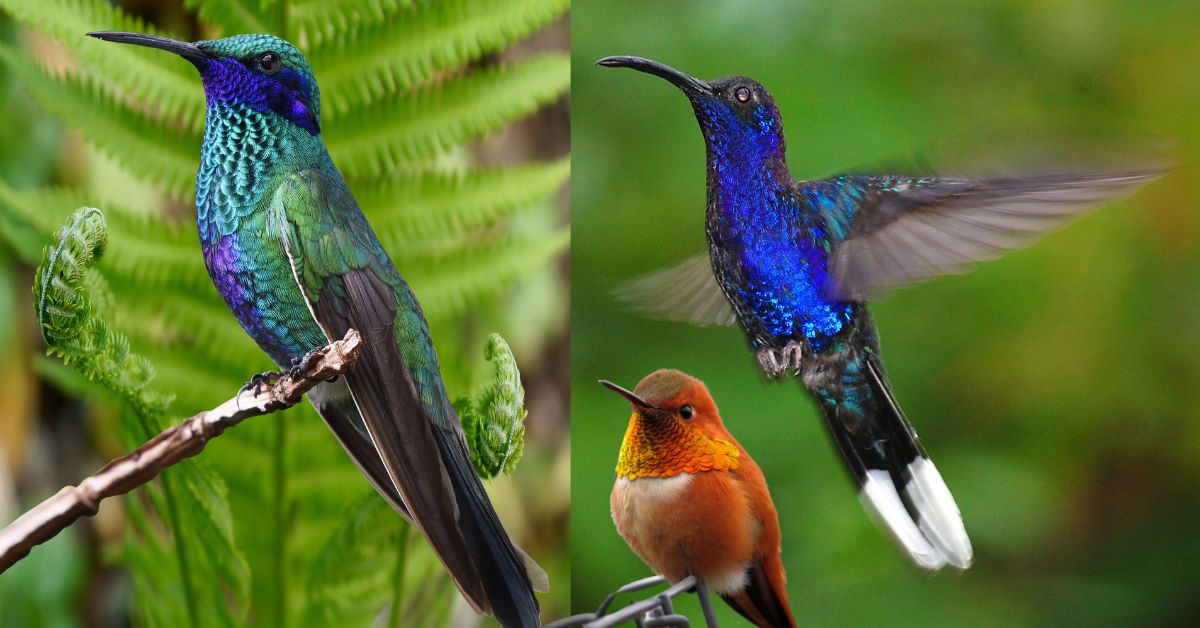 a collage of Hummingbirds