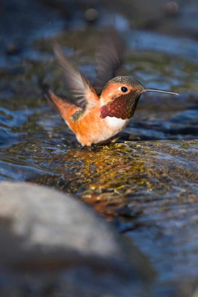 Common Bird Bath Problems and Solutions