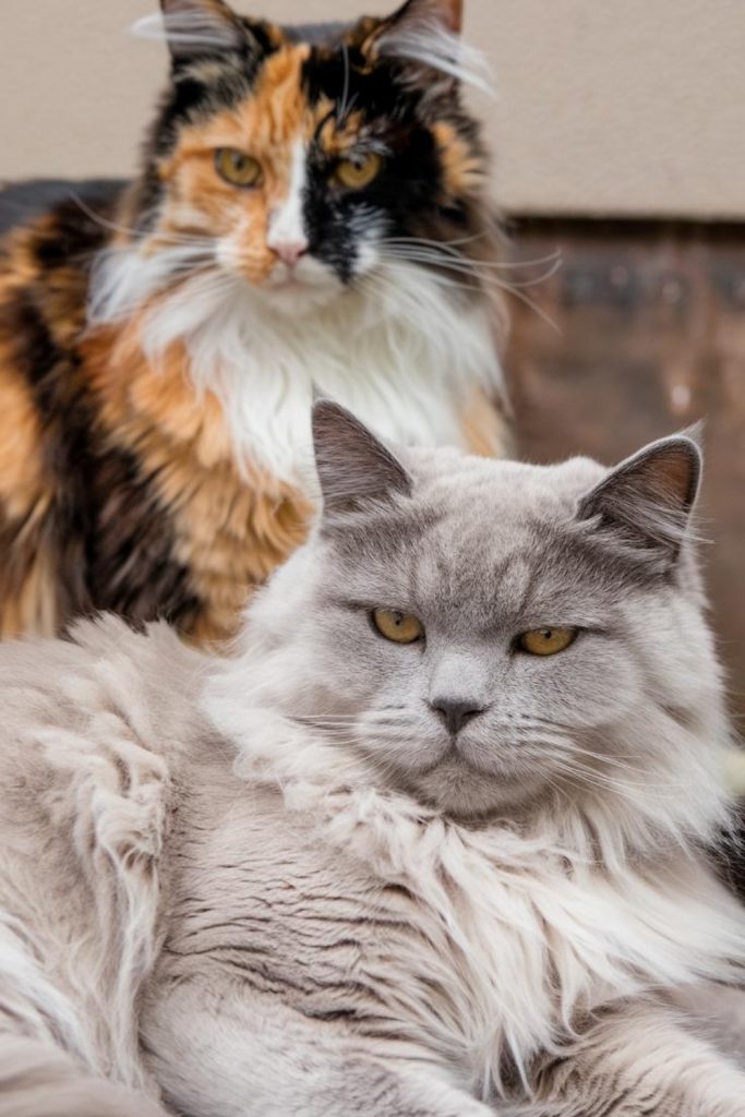 a cat looking at the camera