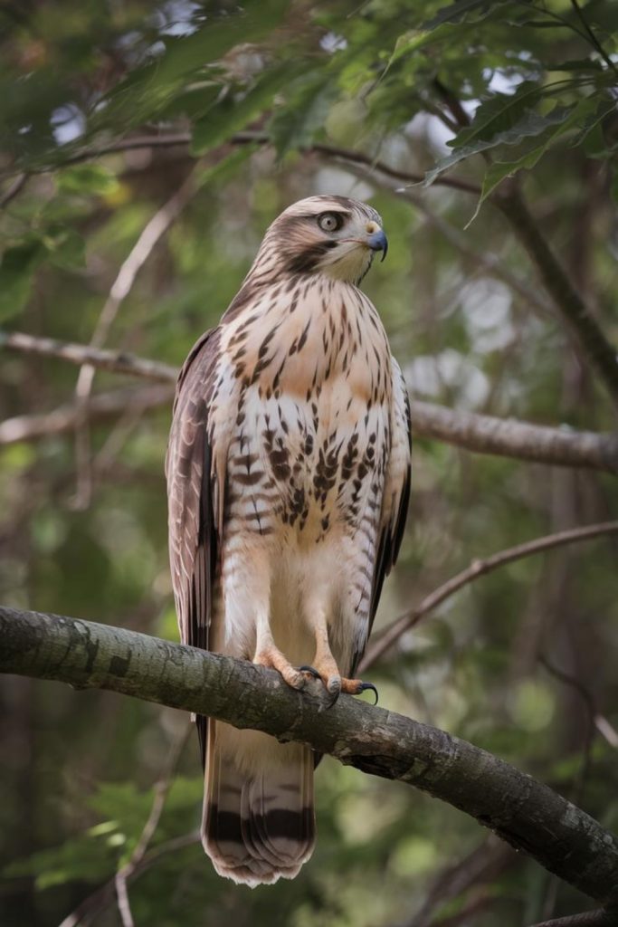 a bird on a branch