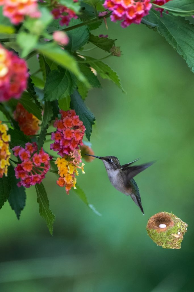 a hummingbird flying next to flowers