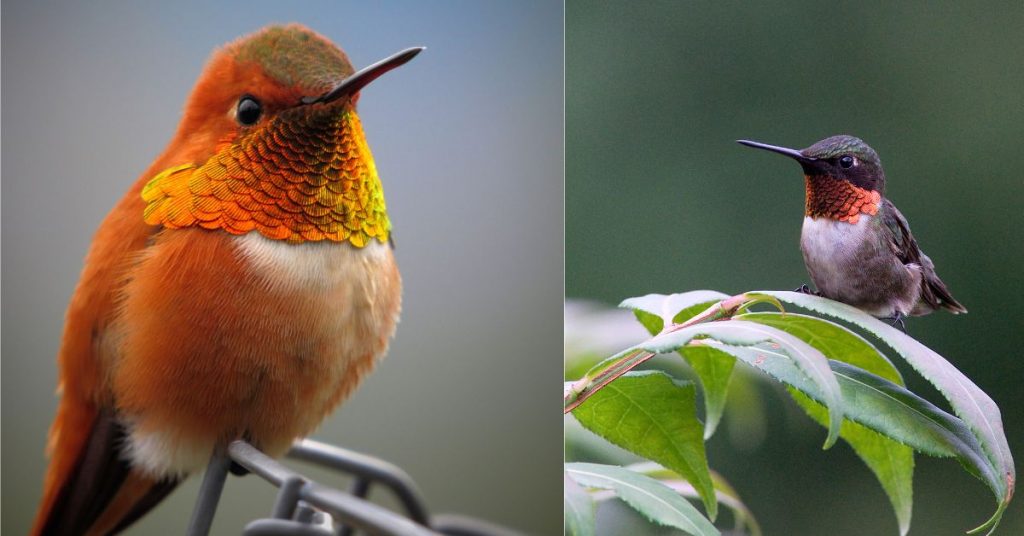 A Hummingbird and a Bee Hummingbird sitting 