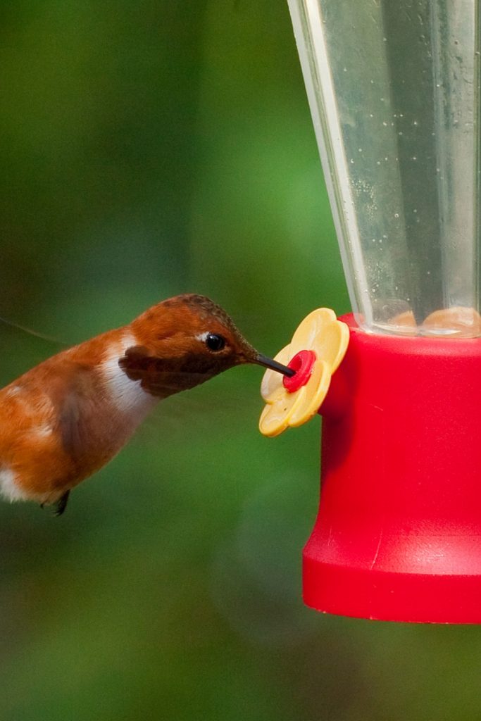 5 Proven Ways to Speed Up Hummingbird's Feeder Discovery