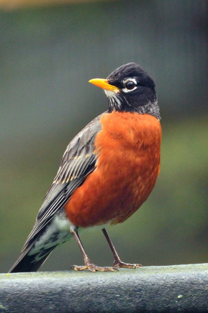 American Robin - Lifespan and Survival