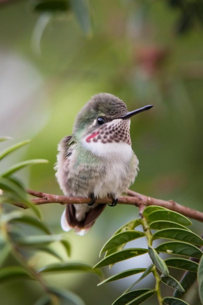 a Baby Hummingbird sitting on a branch