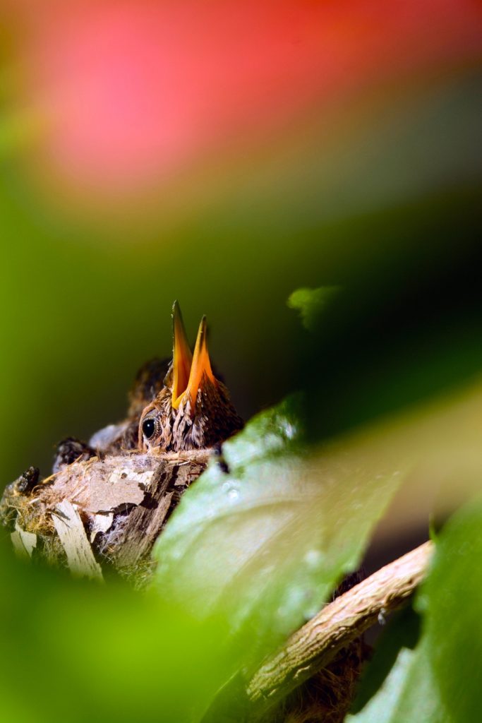 a Baby Hummingbird with its beak open