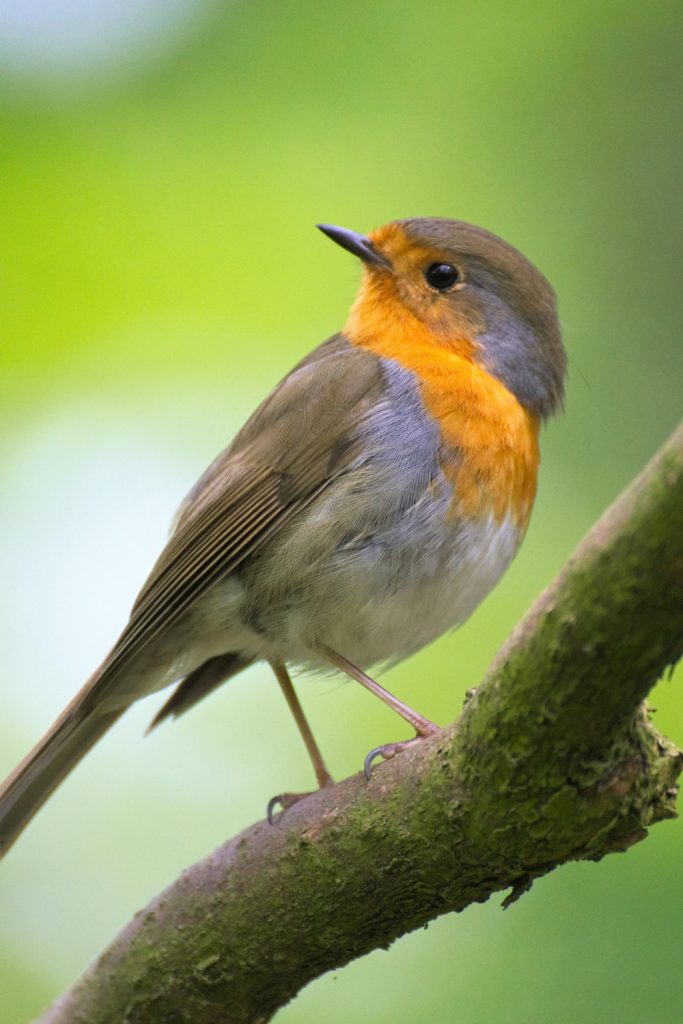 European Robin - Lifespan and Survival