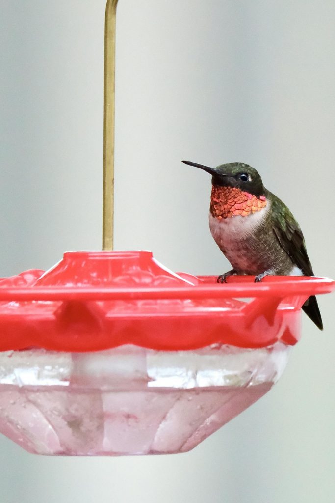 Factors That Affect Hummingbird's Feeder Discovery Time