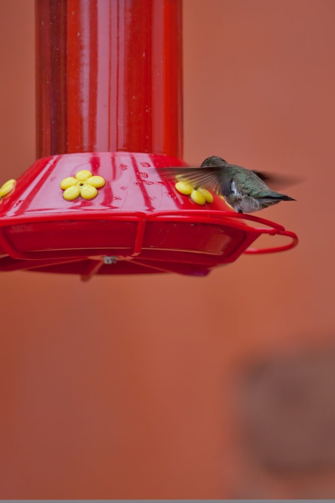 Frequently Asked Questions - How Long Does It Take Hummingbirds to Find a Feeder
