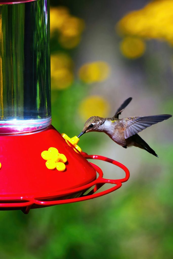 How Long Does It Take Hummingbirds to Find a Feeder