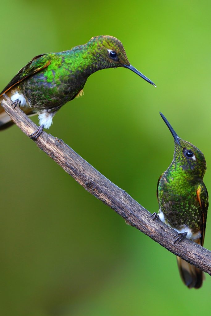 How to Reduce Territorial Behaviour