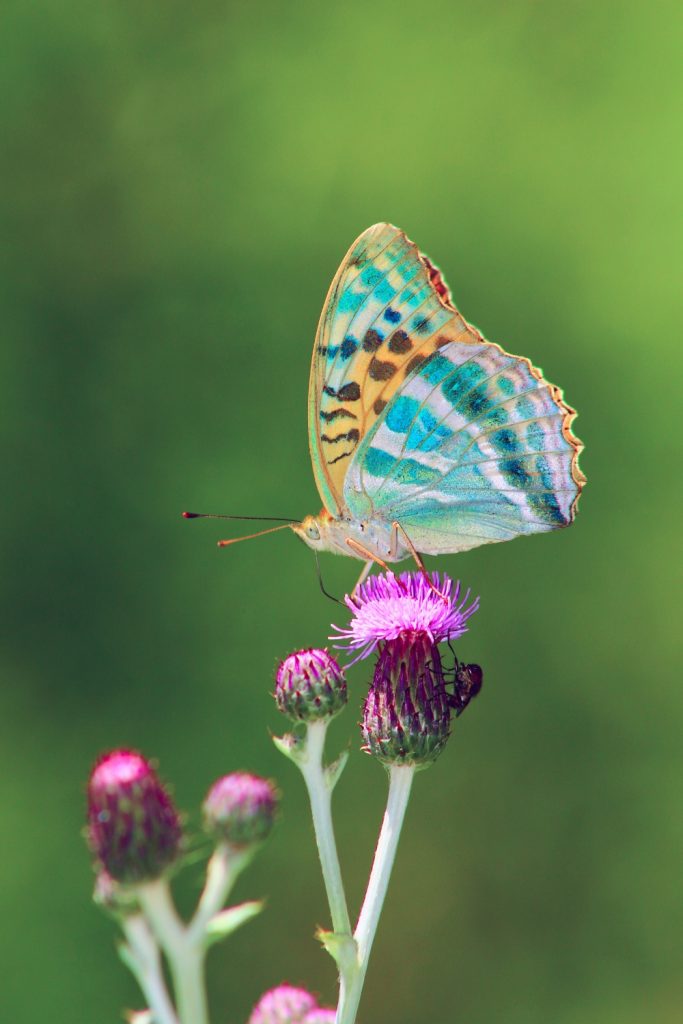 Hummingbirds Chase Away Butterflies - Mind-blowing fact