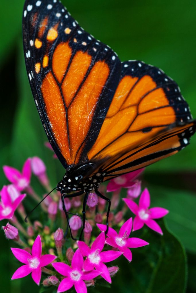 Reason Hummingbirds Chase Away Butterflies