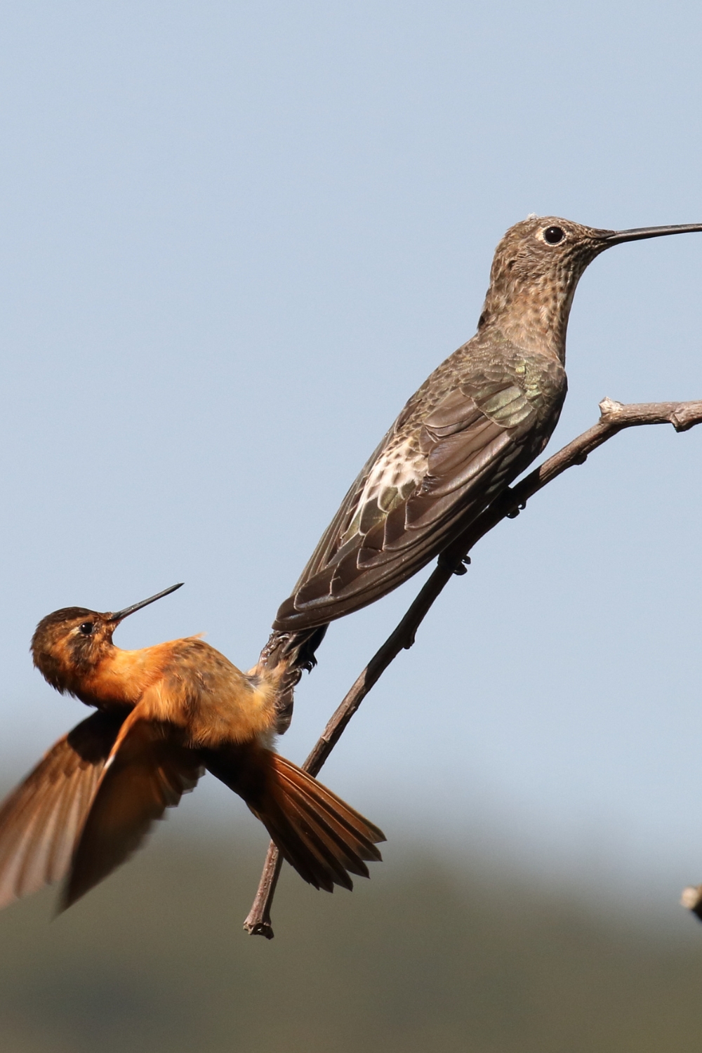 Why Do Hummingbirds Chase Each Other_ A Guide to Their Territorial Battles