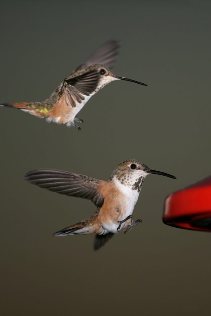 Why Hummingbirds Chase Each Other