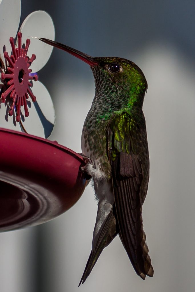 how soon do hummingbirds locate feeders