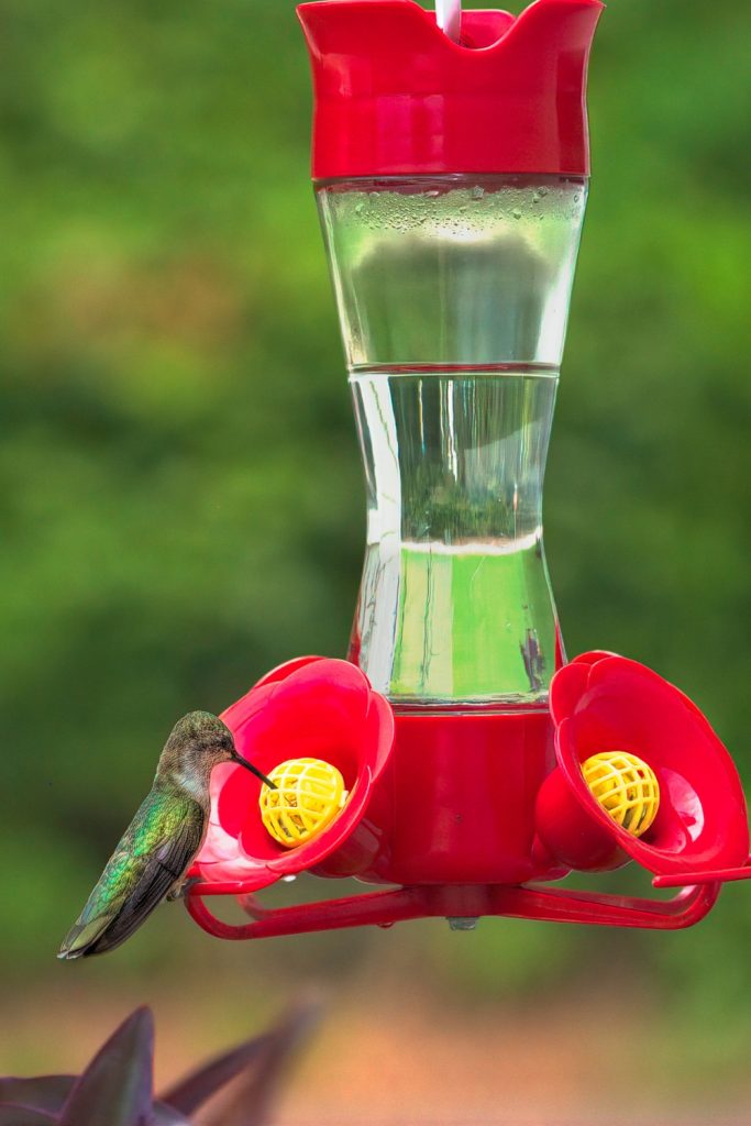 hummingbird feeder discovery timeline
