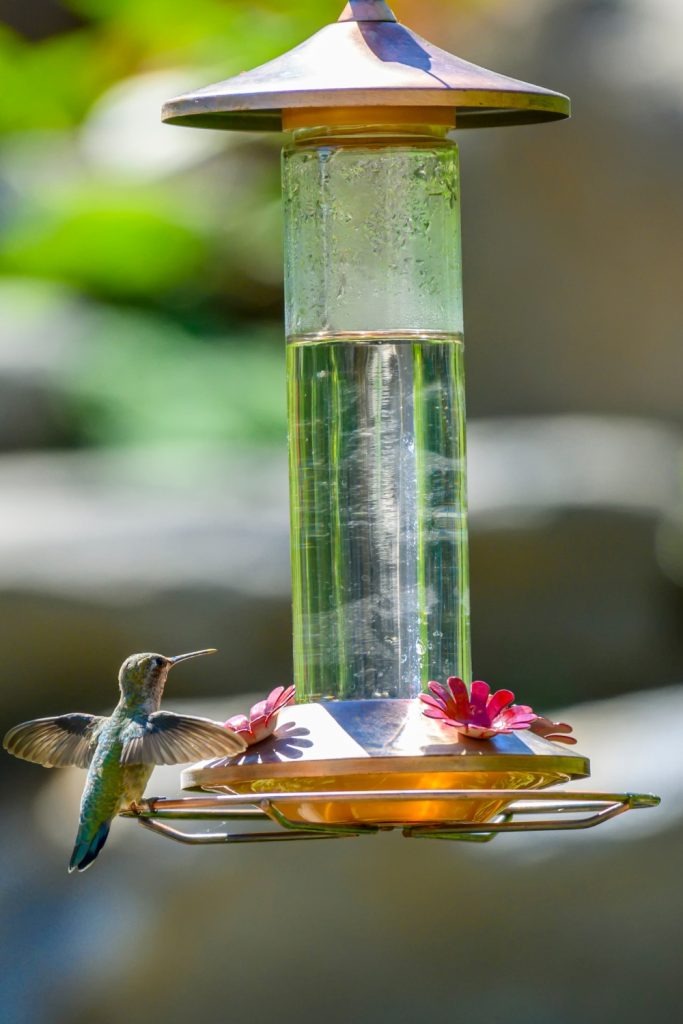 time for hummingbirds to discover feeder