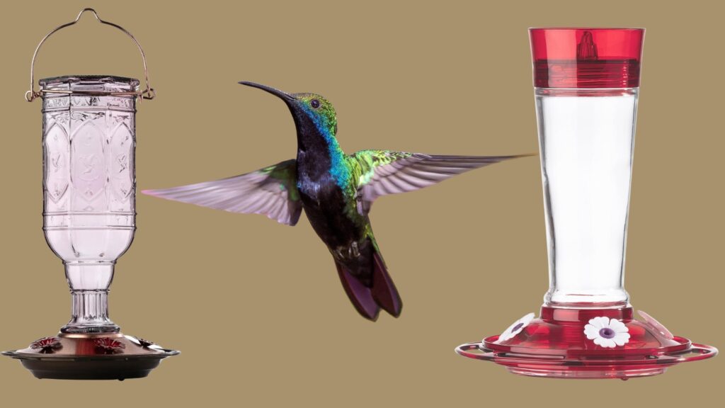 Are Glass Hummingbird Feeders Better Than Plastic - An Expert Guide