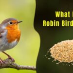 A bird on a branch. What Do Robin Birds Eat A Season-by-Season Food Guide for Garden Robins.