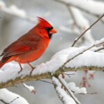 Introduction to the Northern Cardinal