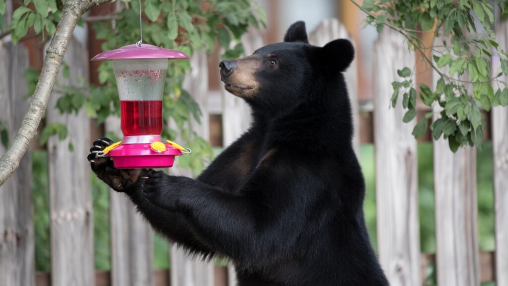 a black bear holding a Hummingbird feeder