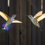 two hummingbirds flying in the air