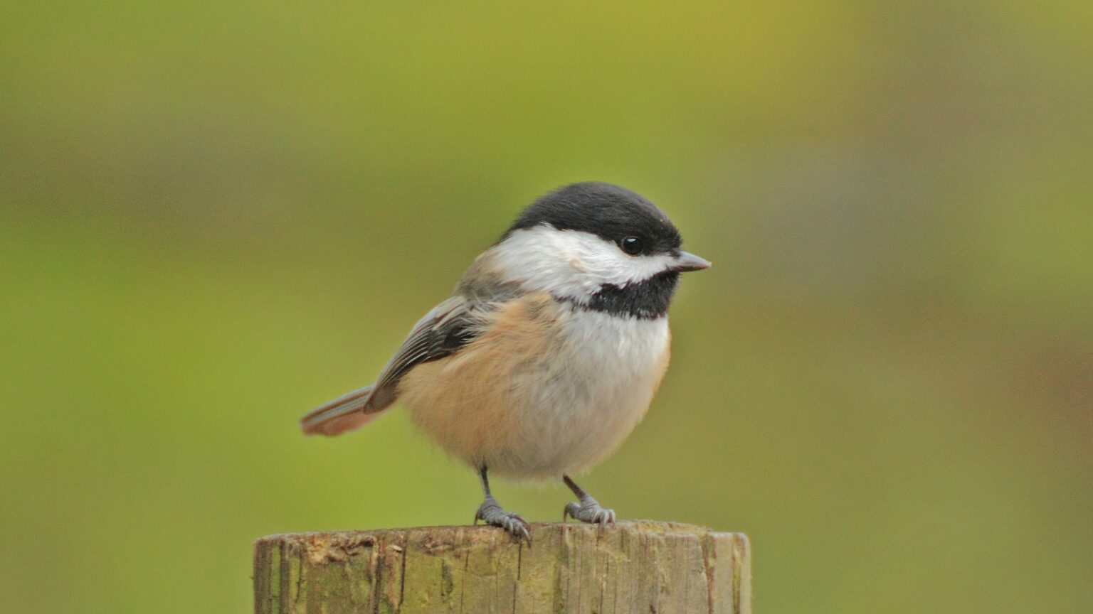 Meet the Seven Species of Chickadees in North America - Home Bird Feeder