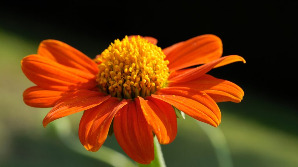 Tithonia Rotundifolia - Mexican Sunflowers are native to Mexico