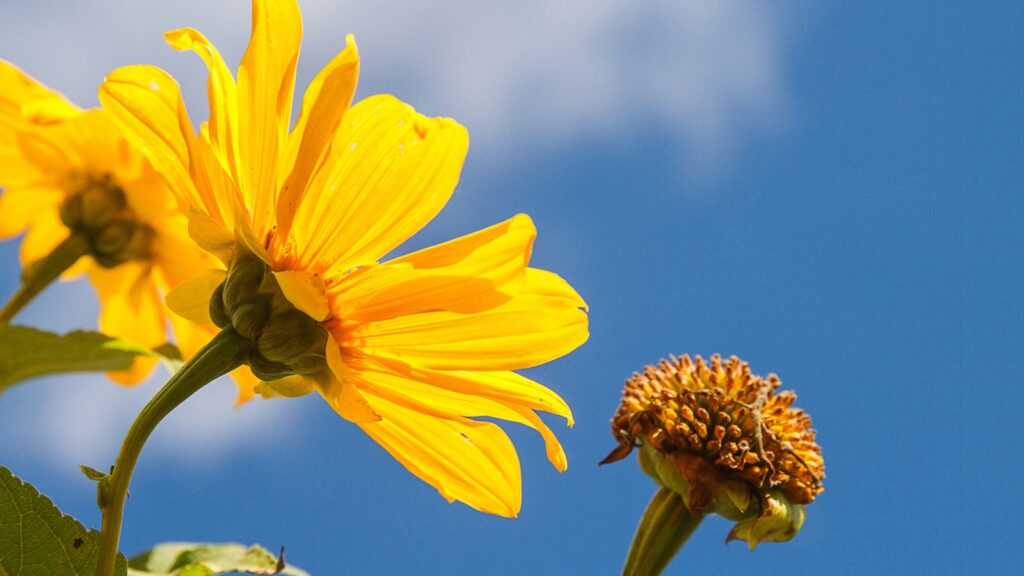 Tithonia Rotundifolia (Mexican Sunflowers are native to Mexico)
