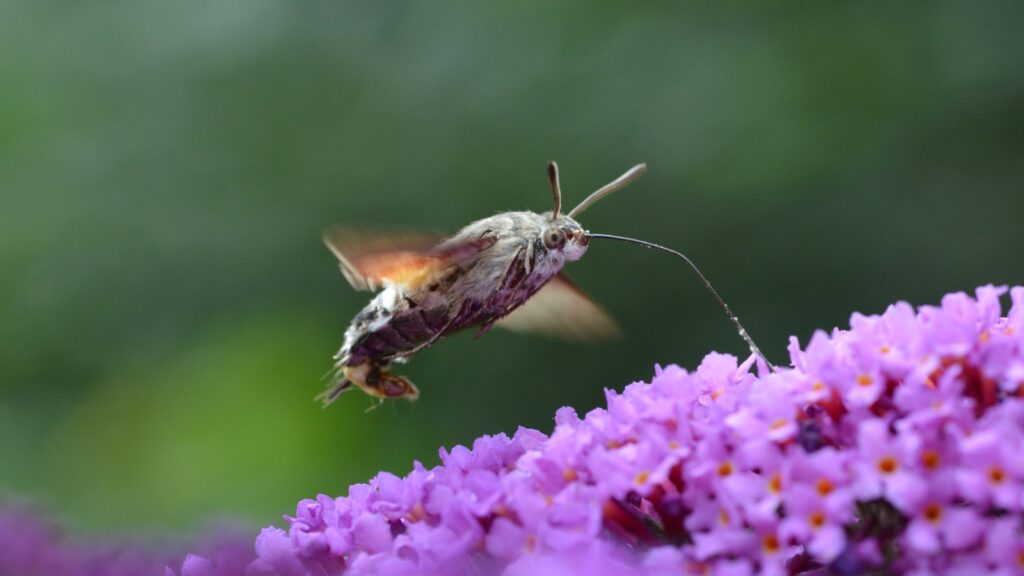 Are Hummingbird Hawk Moths Dangerous - (7 Facts You Need to Know)